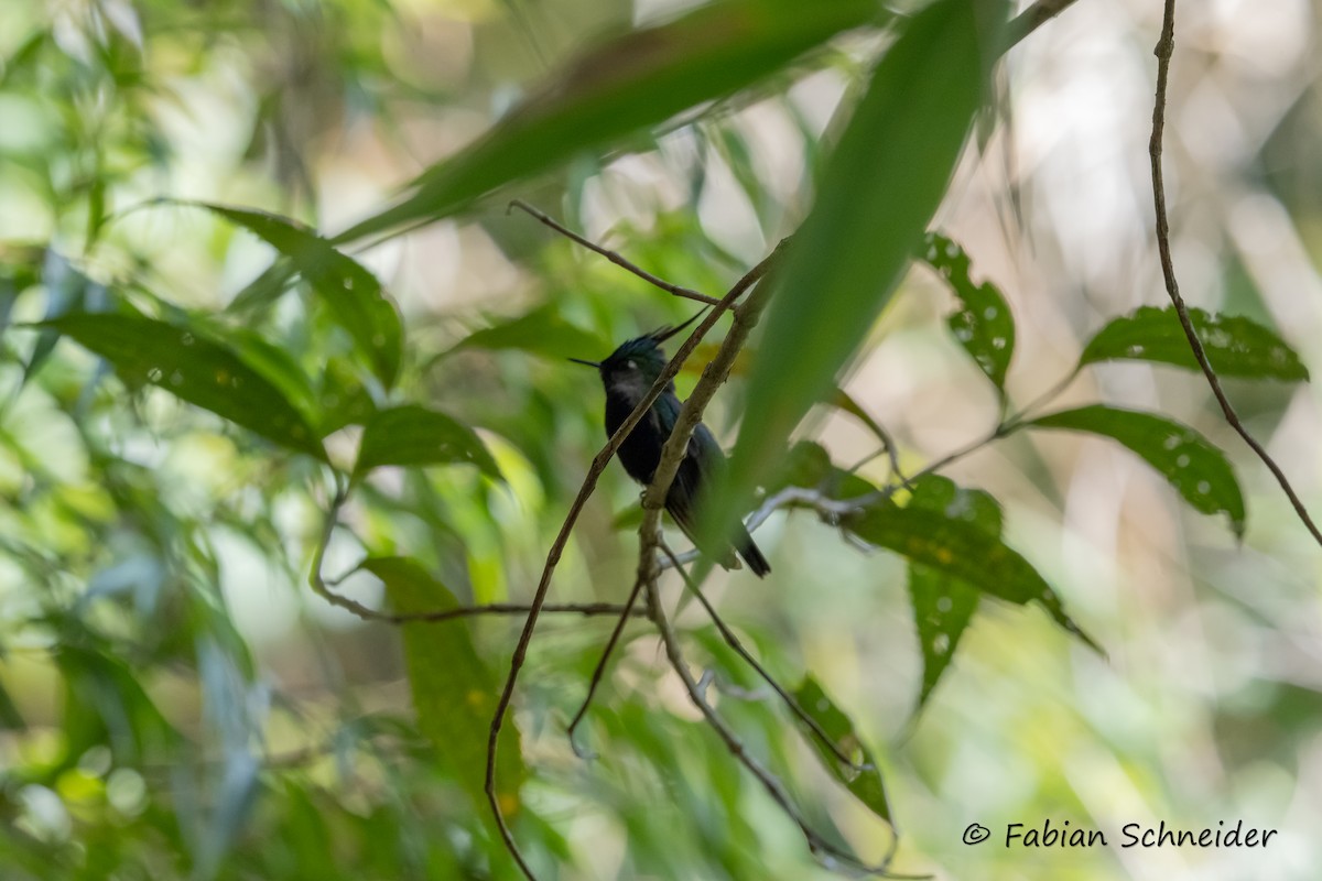Green-crowned Plovercrest - ML640814411