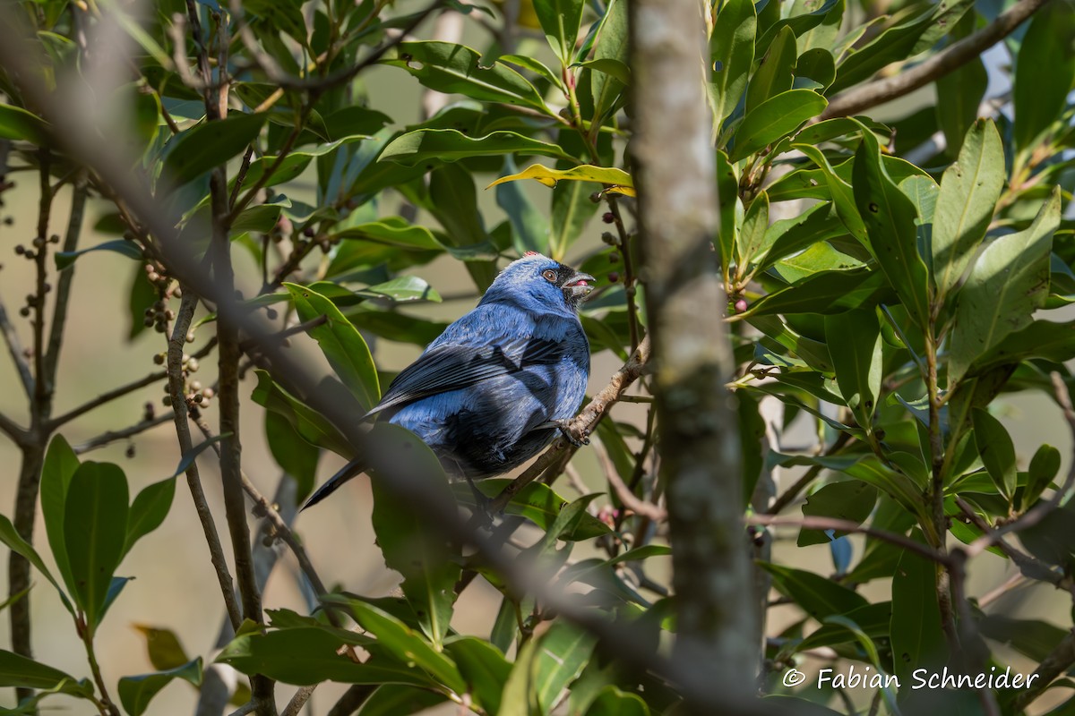 Diademed Tanager - ML640814431