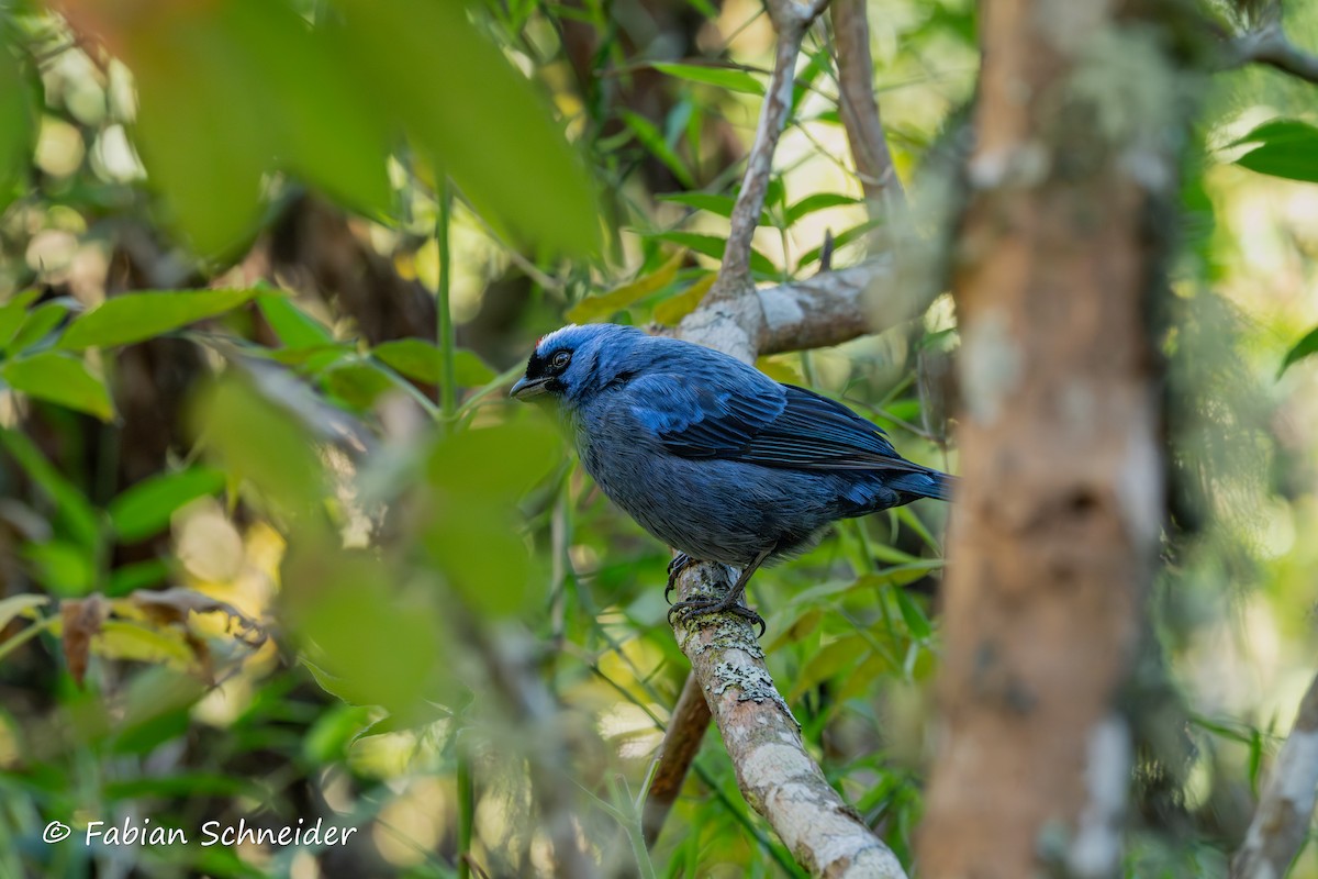 Diademed Tanager - ML640814439