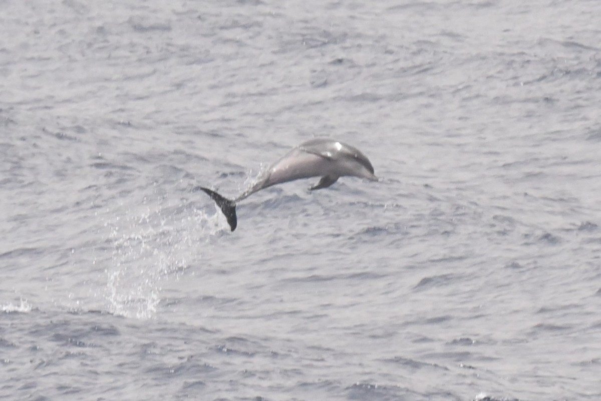 Atlantic Spotted Dolphin - ML640814440