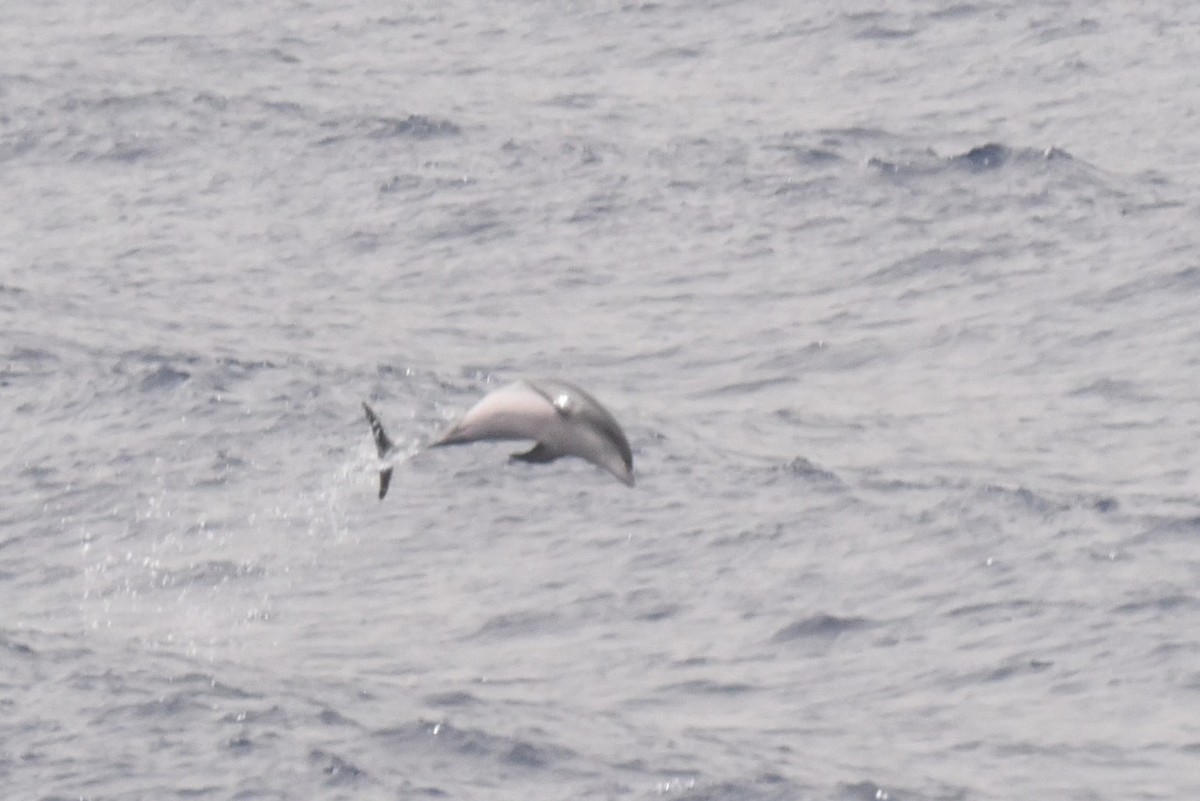Atlantic Spotted Dolphin - ML640814441