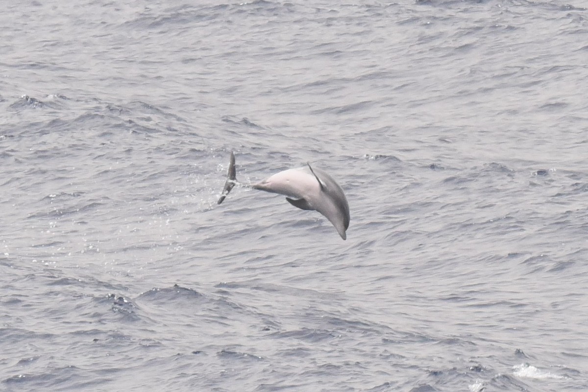 Atlantic Spotted Dolphin - ML640814442