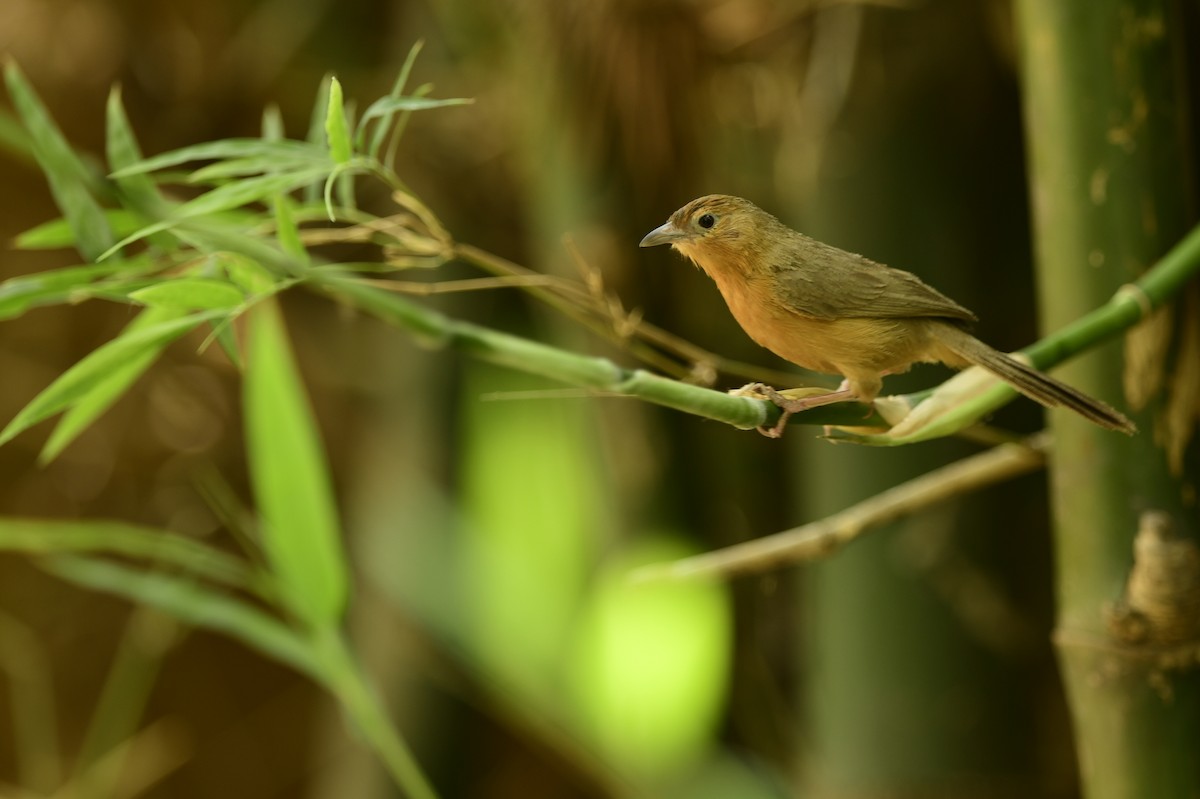 Tawny-bellied Babbler - ML640814477