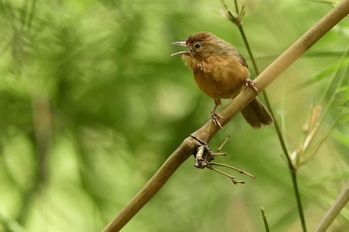 Tawny-bellied Babbler - ML640814478