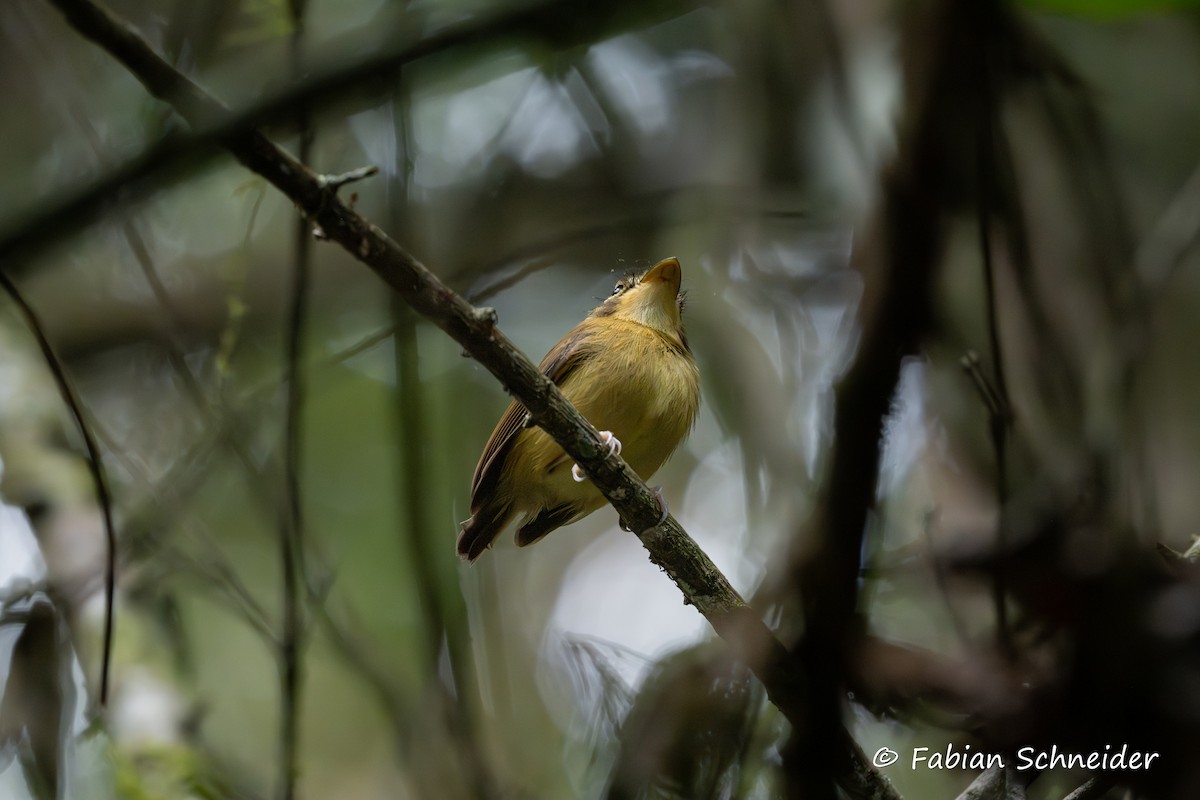 White-throated Spadebill (Eastern) - ML640814481