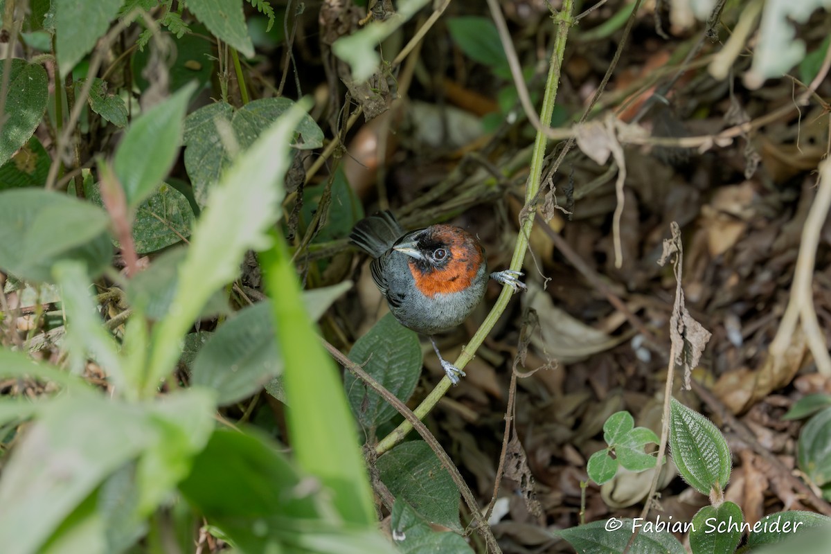 Chestnut-headed Tanager - ML640814524