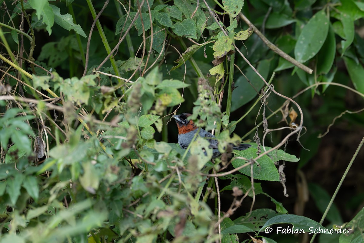Chestnut-headed Tanager - ML640814525