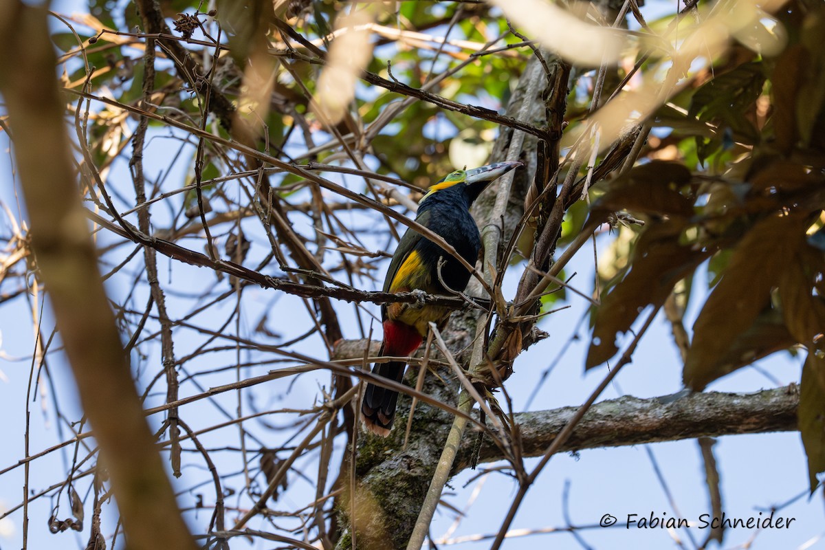 Spot-billed Toucanet - ML640814564