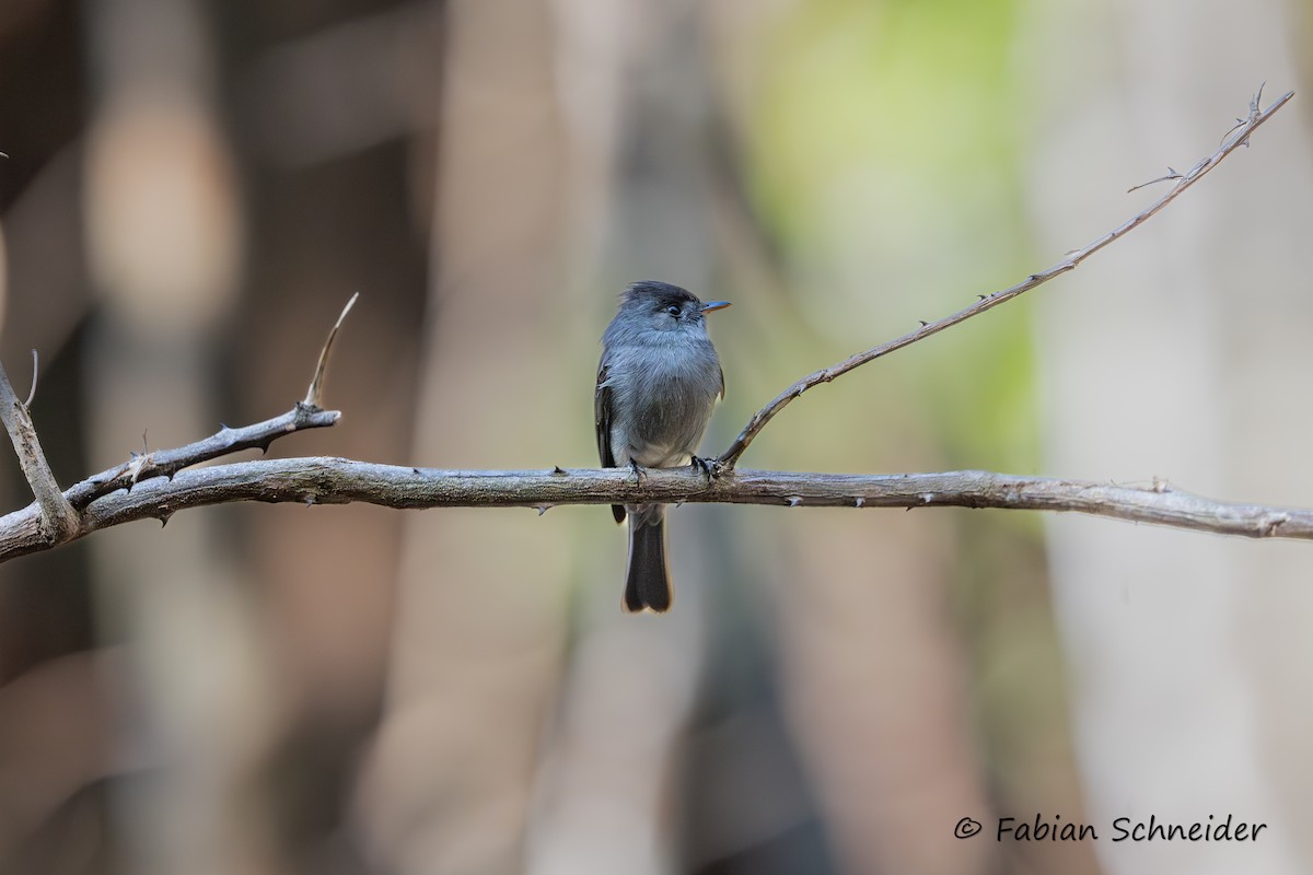 Southern Tropical Pewee - ML640814587