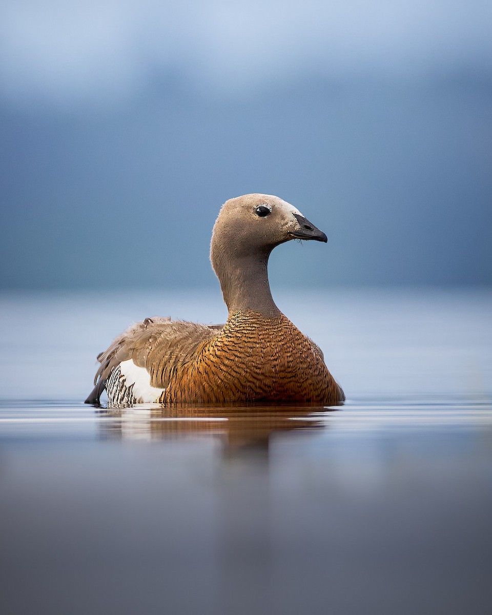 Ashy-headed Goose - ML640814614