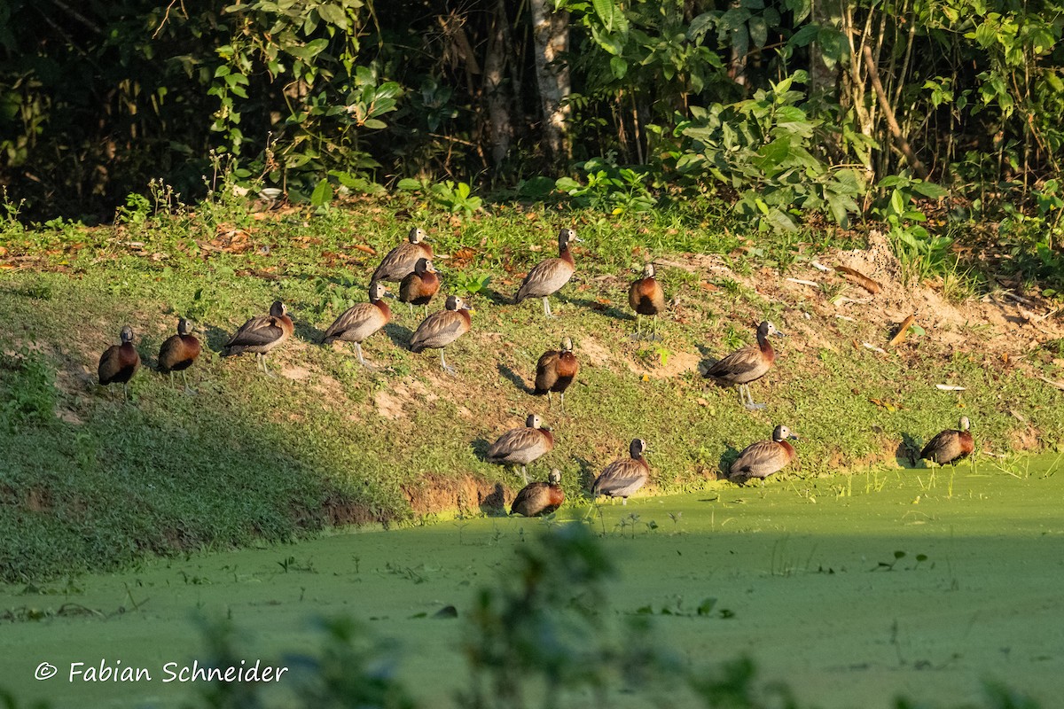 White-faced Whistling-Duck - ML640814666