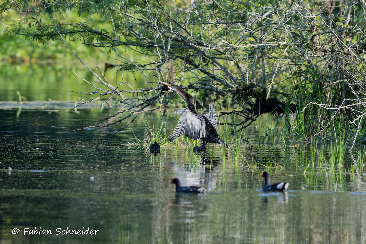 Anhinga - ML640814675