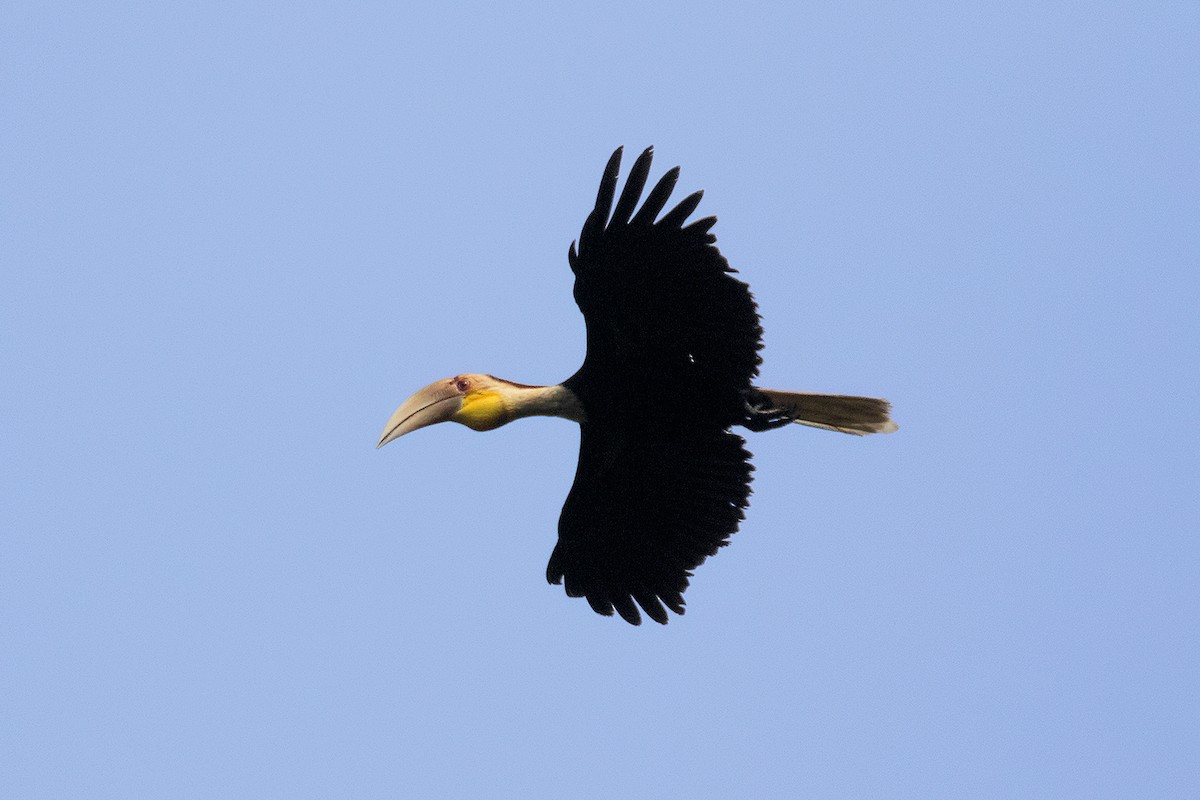 Plain-pouched Hornbill - Ayuwat Jearwattanakanok