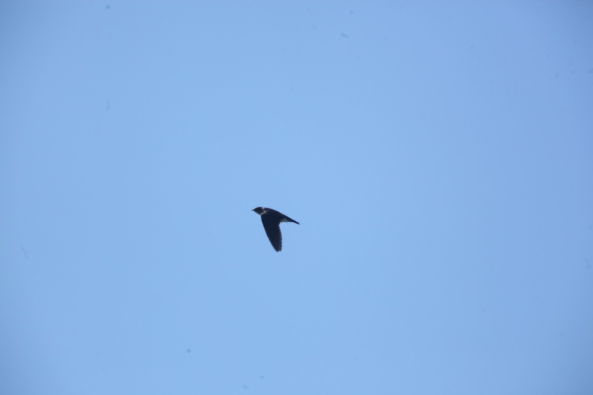 Purple Martin - ML640814733
