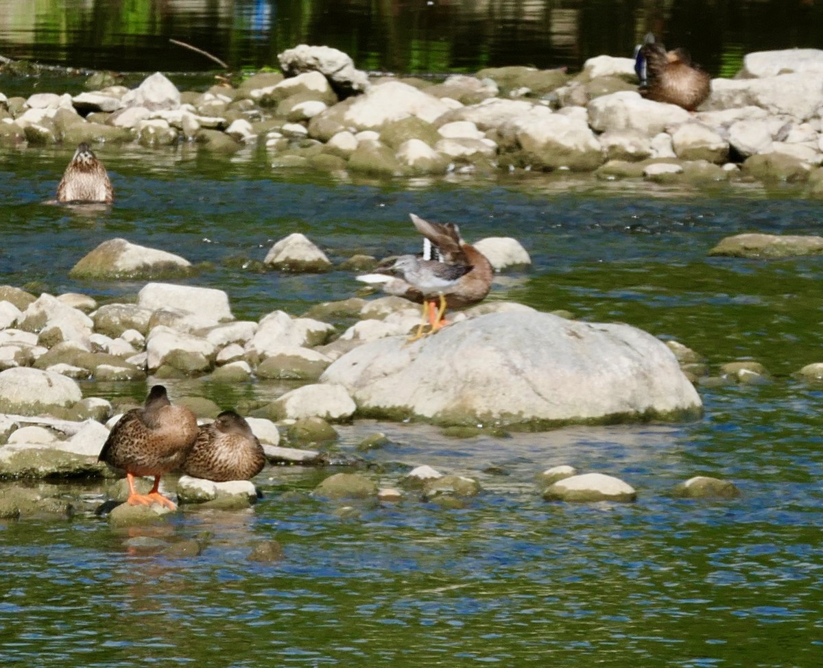Greater Yellowlegs - ML640814741