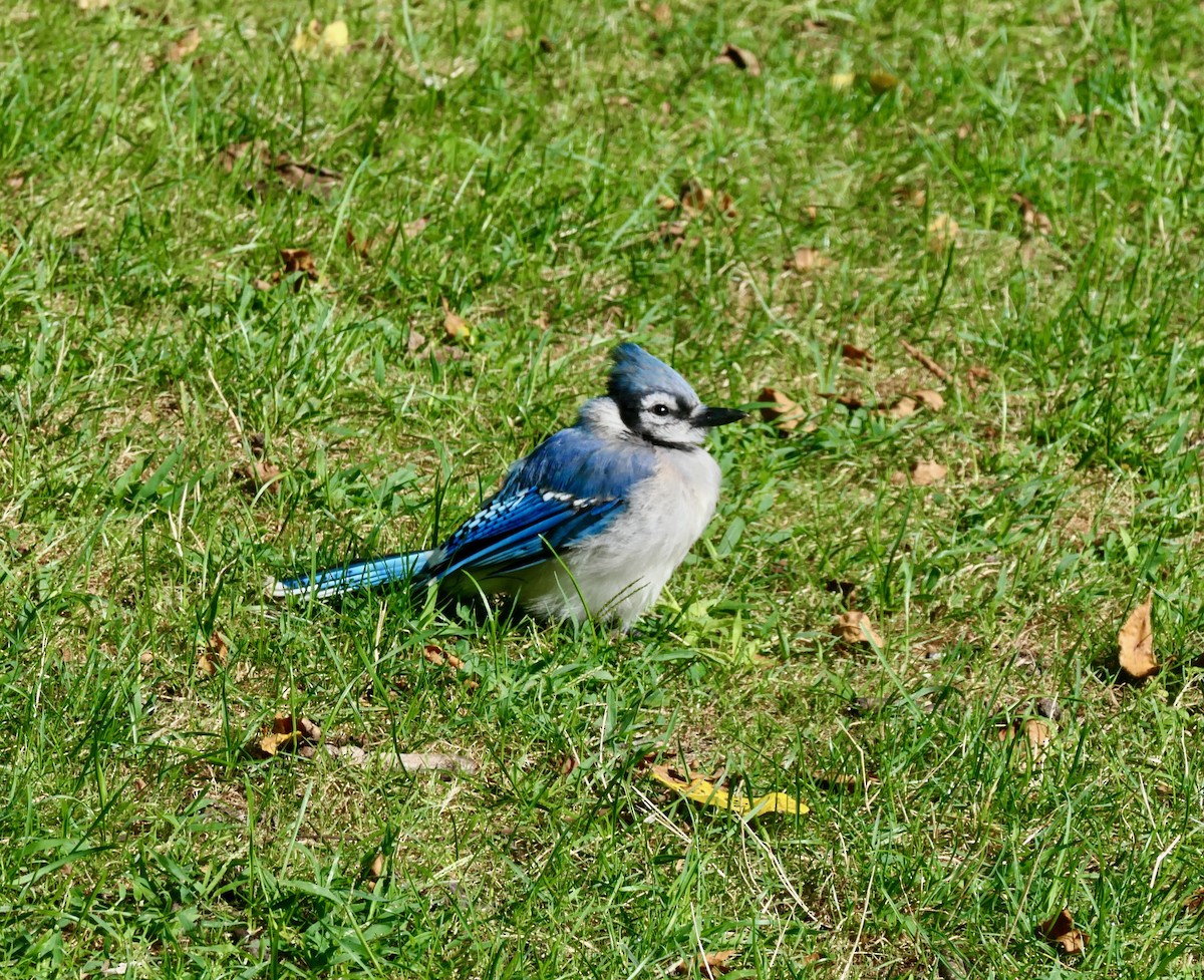 Blue Jay - ML640814770