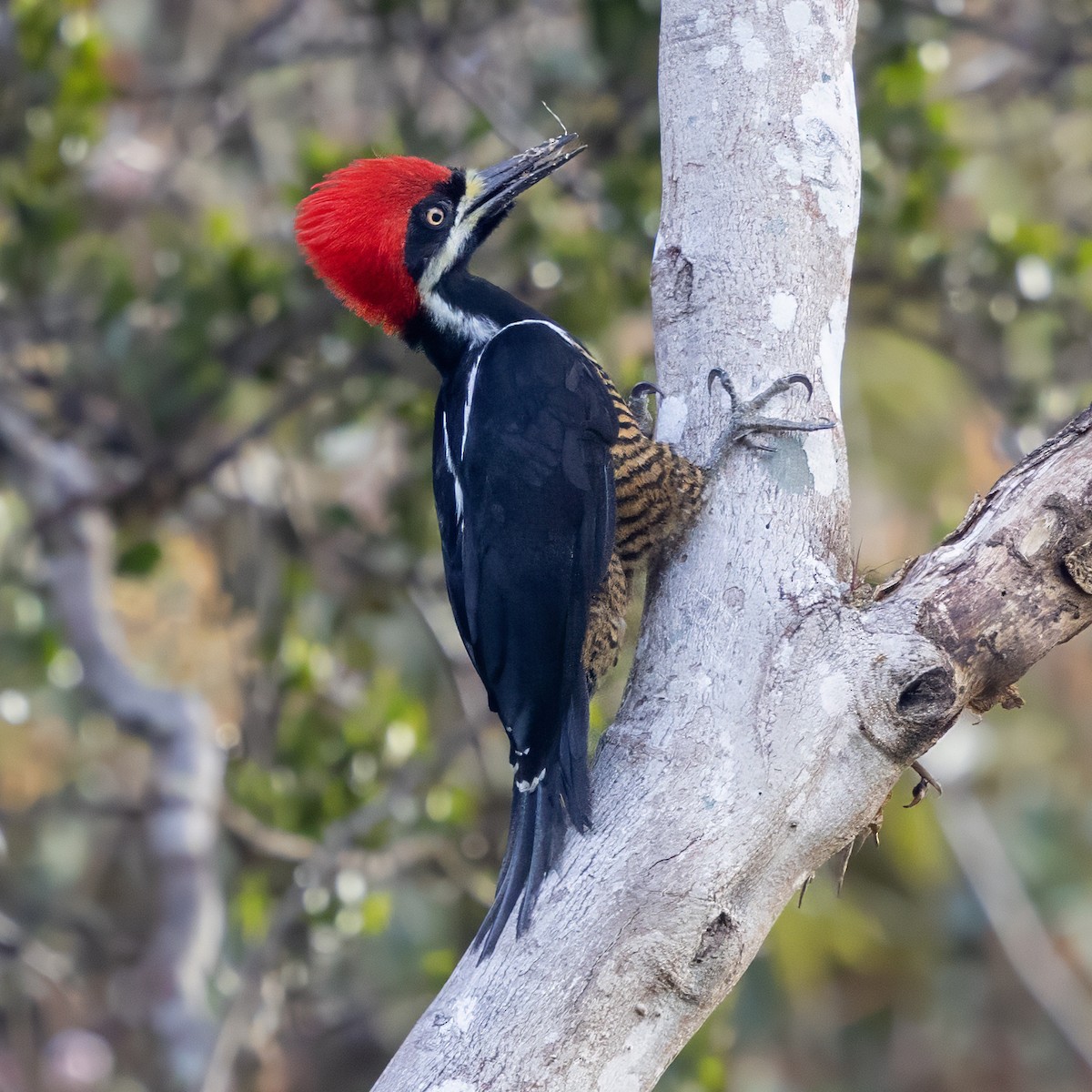 Powerful Woodpecker - ML640814792