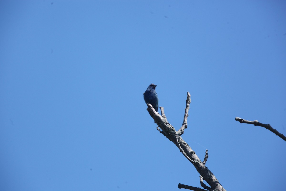 Indigo Bunting - ML640814798