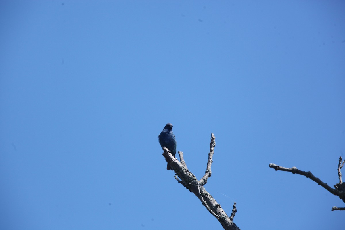Indigo Bunting - ML640814799