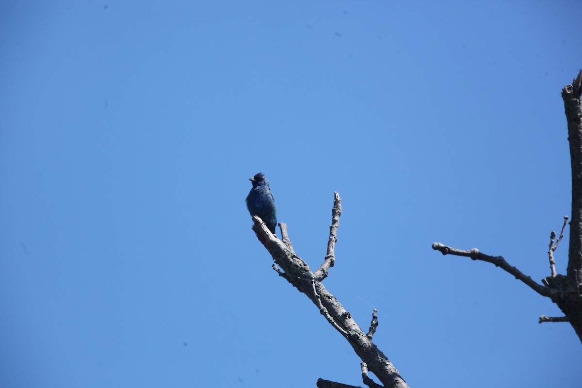 Indigo Bunting - ML640814800