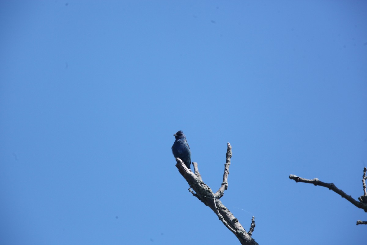 Indigo Bunting - ML640814801