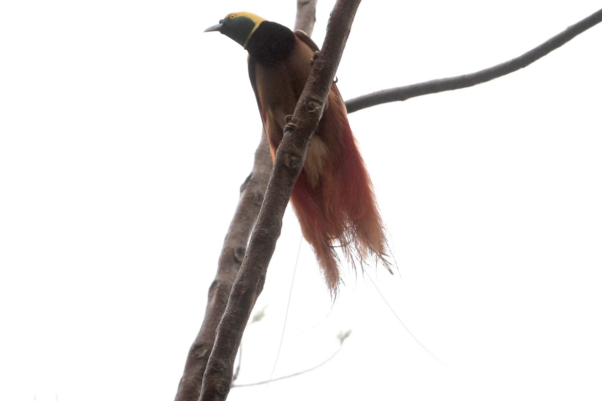 アカカザリフウチョウ - ML640814808