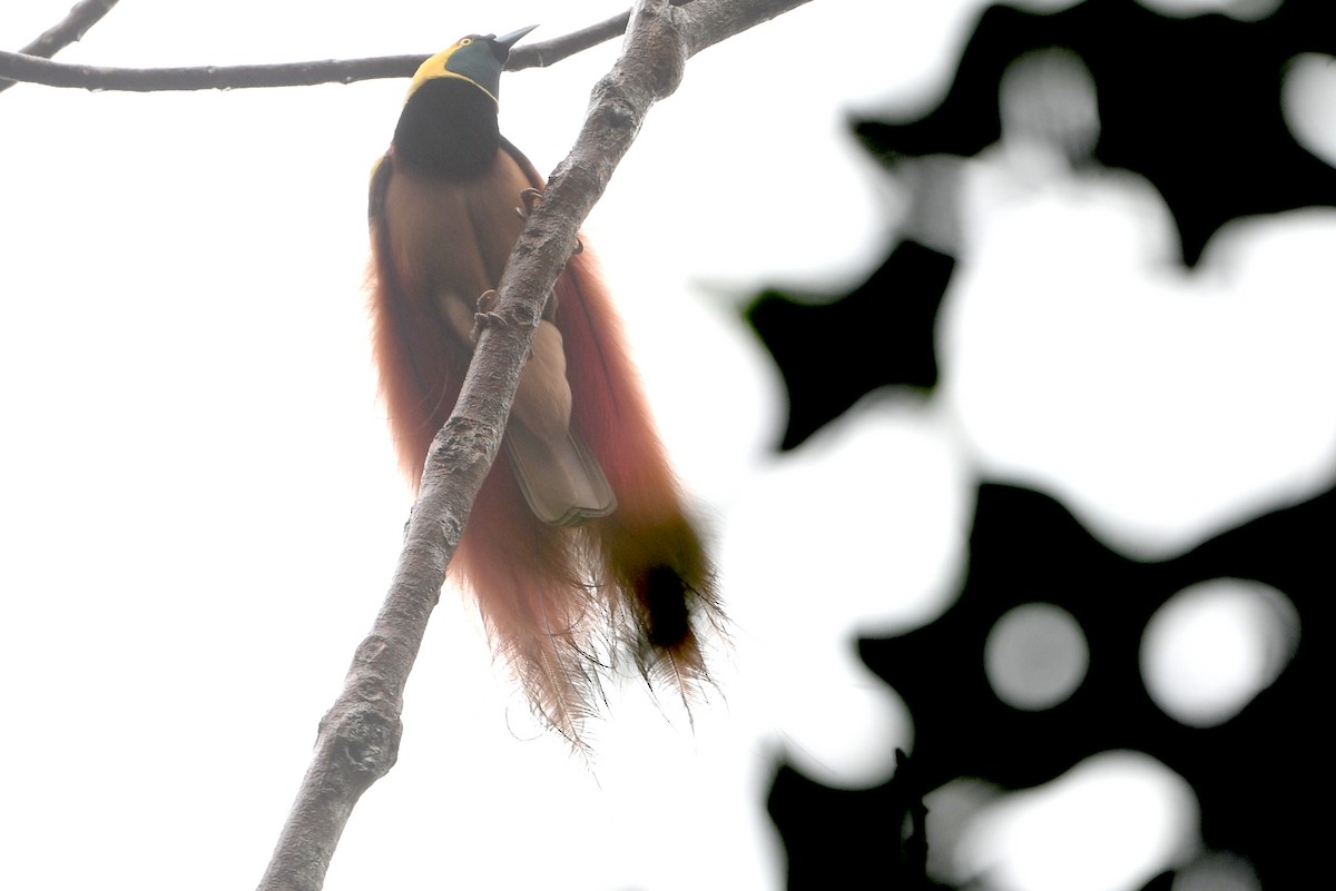 アカカザリフウチョウ - ML640814813