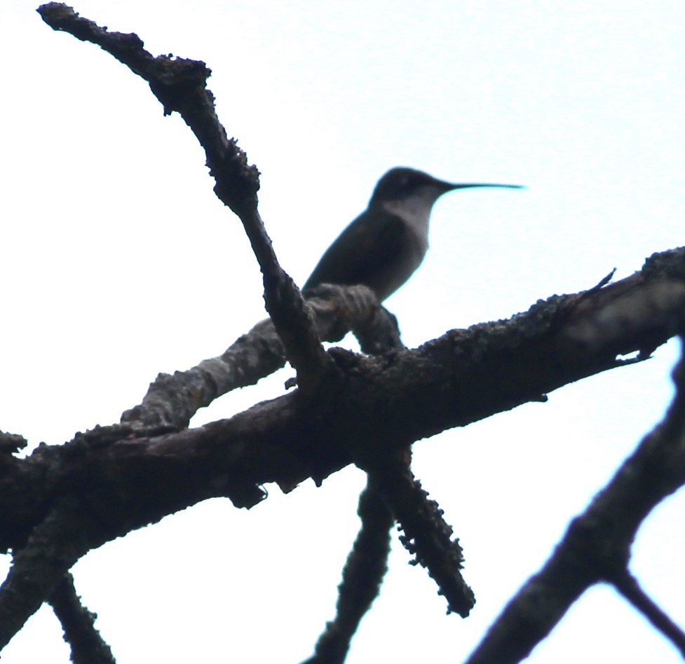 Ruby-throated Hummingbird - ML640814845