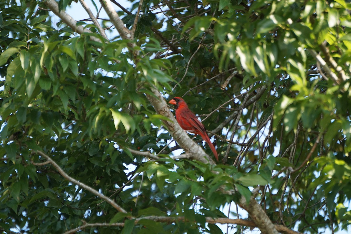Northern Cardinal - ML640814846