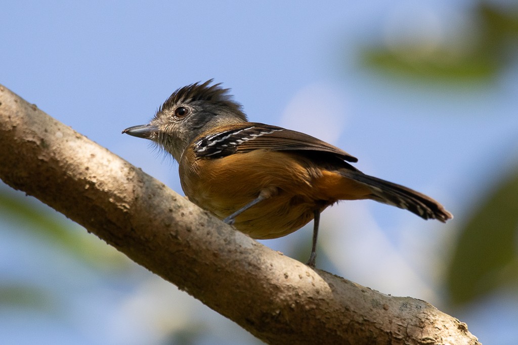 Variable Antshrike - ML640814870