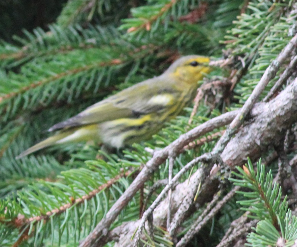 Cape May Warbler - ML640814919