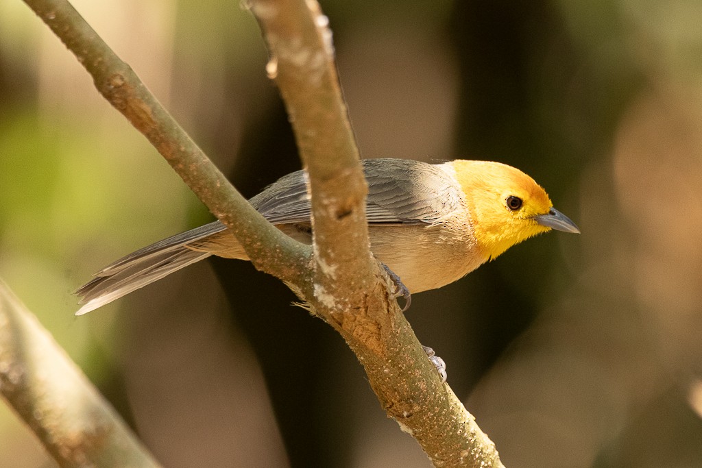 Orange-headed Tanager - ML640814940