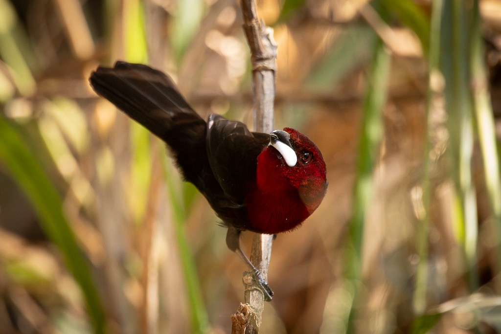 Silver-beaked Tanager - ML640814948