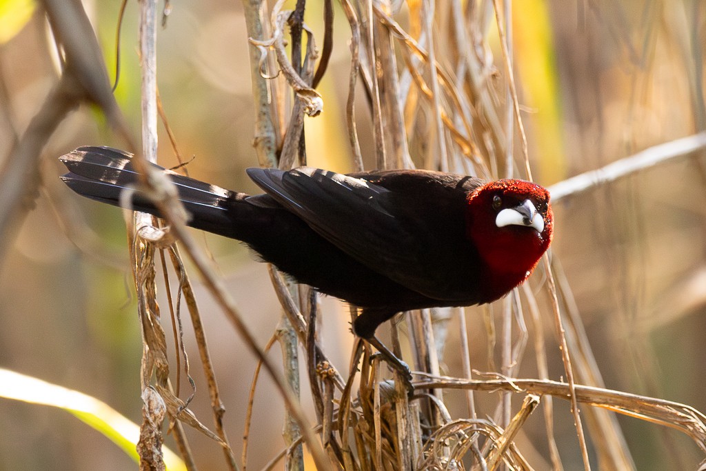 Silver-beaked Tanager - ML640814949