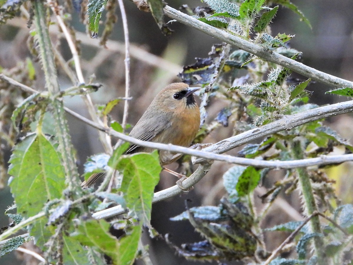 Black-chinned Babbler - ML640814953