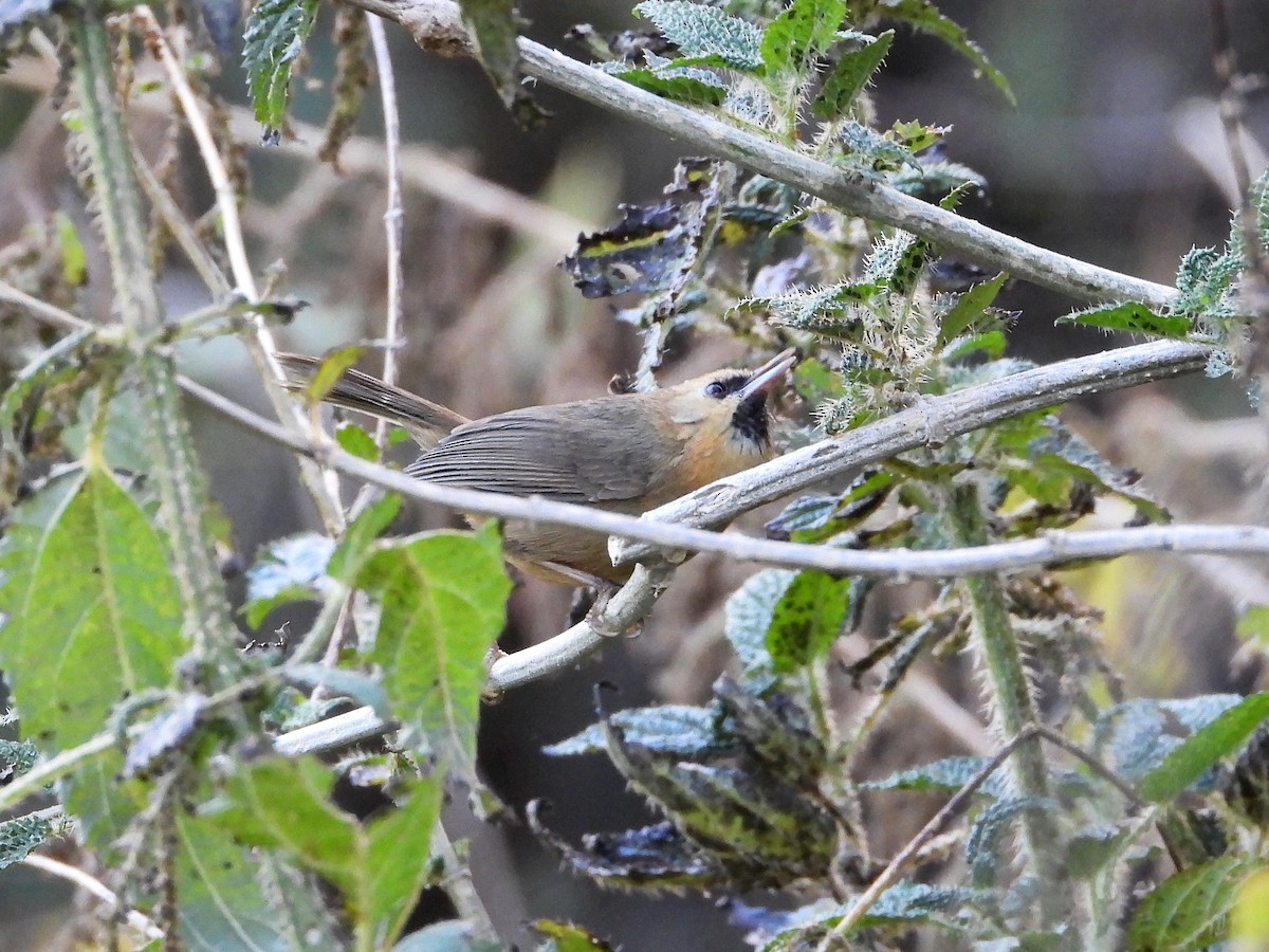 Black-chinned Babbler - ML640814954