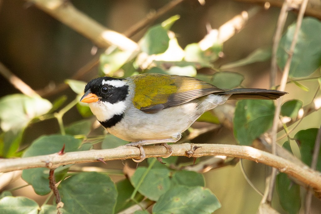 Saffron-billed Sparrow - ML640815012