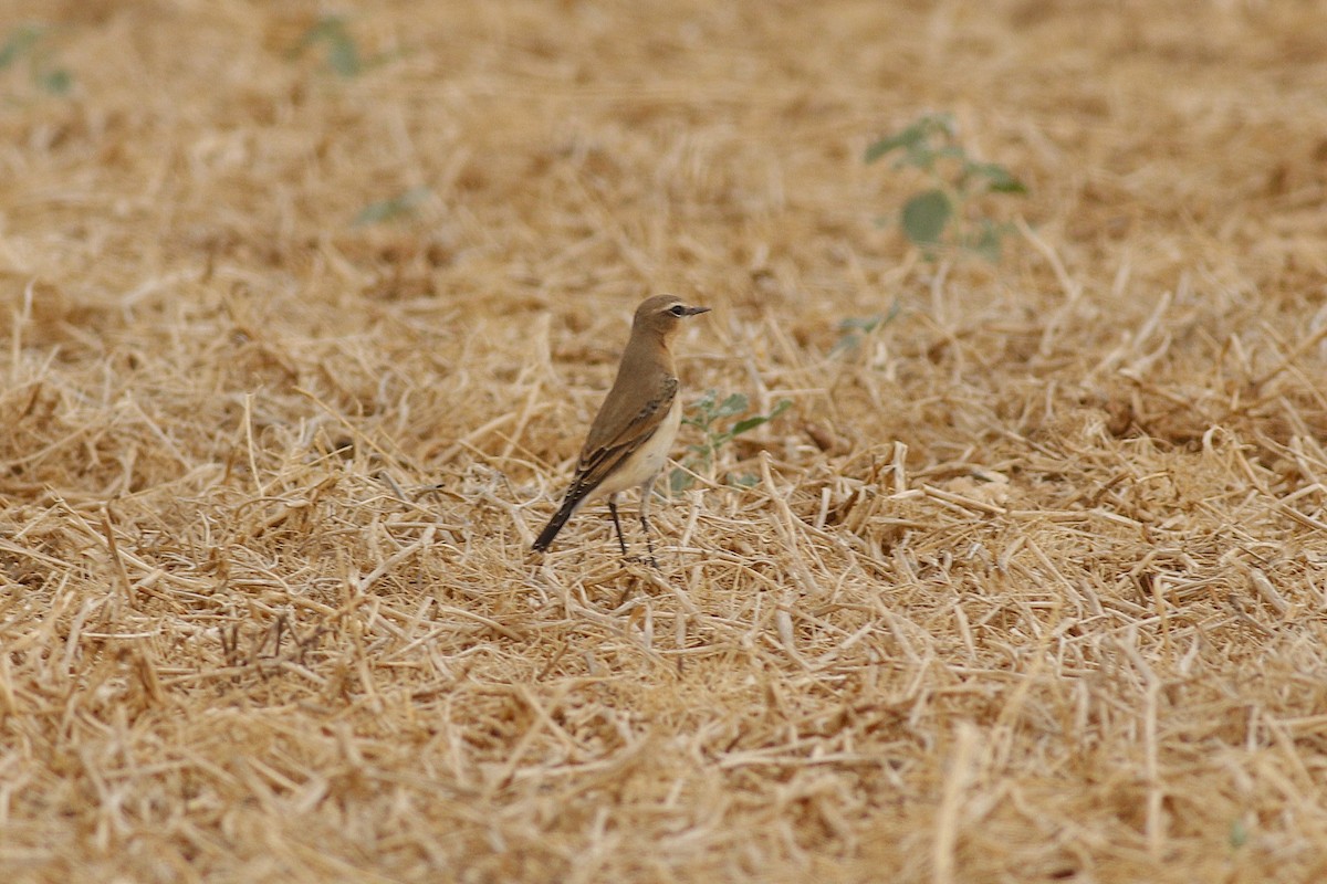 Northern Wheatear - ML640815027