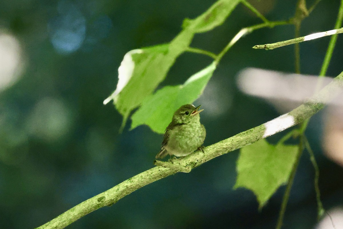 Northern House Wren - ML640815072