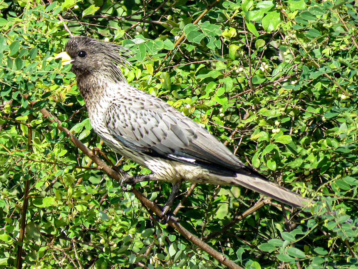 Western Plantain-eater - ML640815086
