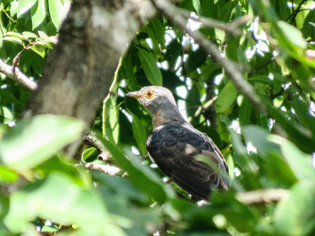 Einsiedlerkuckuck - ML640815227