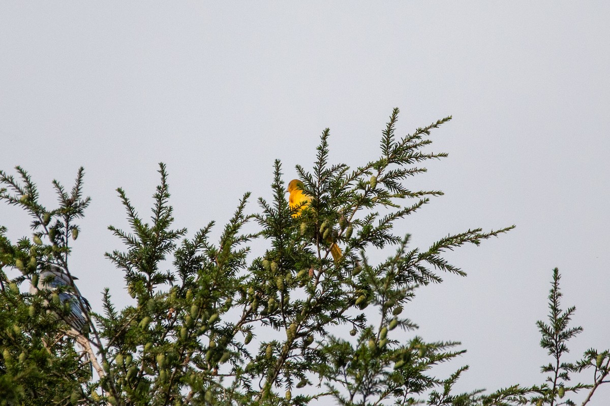 Oriole de Baltimore - ML640815230