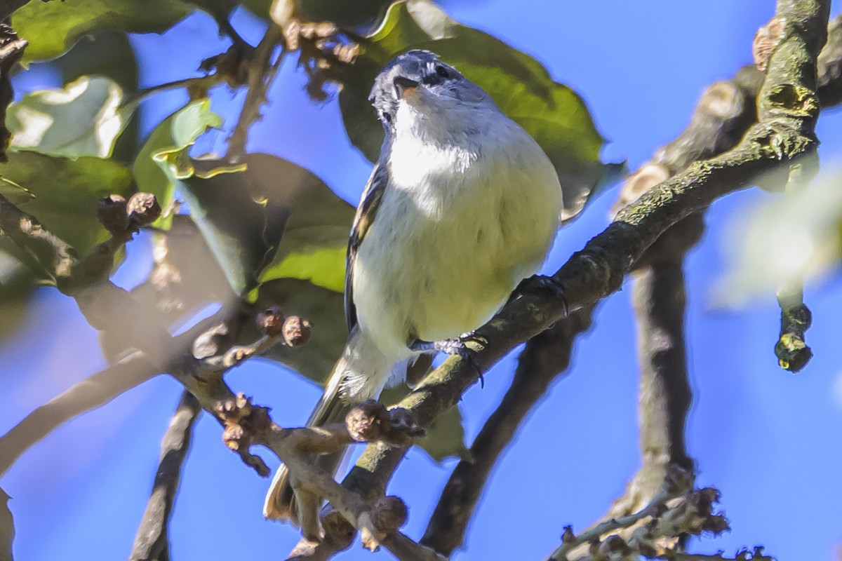 White-crested Tyrannulet - ML640815274