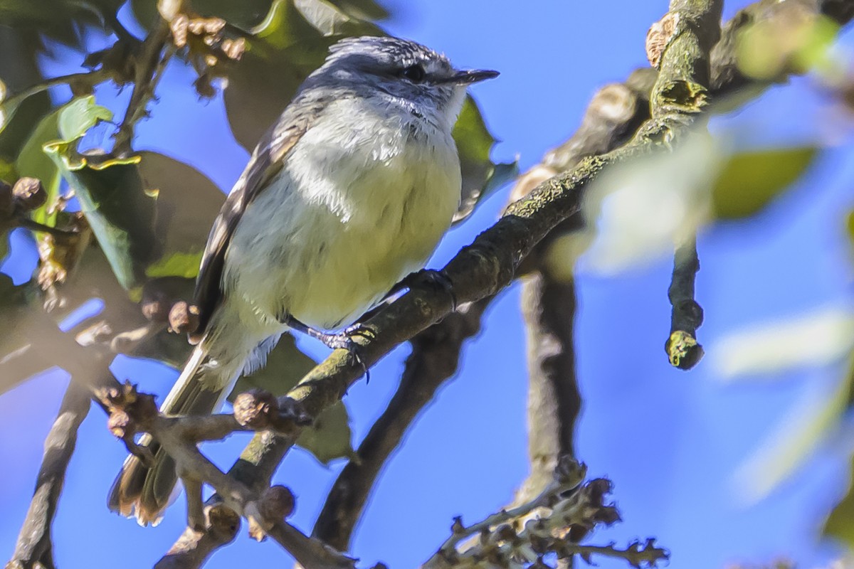 White-crested Tyrannulet - ML640815276