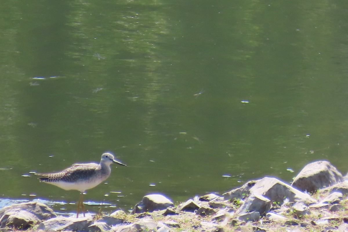 Greater Yellowlegs - ML640815280