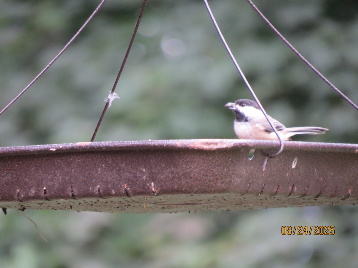 Mésange de Caroline - ML640815290