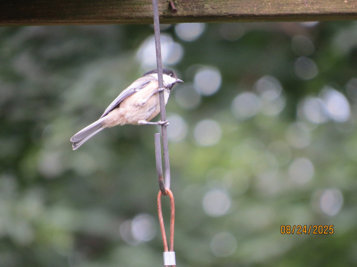 Mésange de Caroline - ML640815291