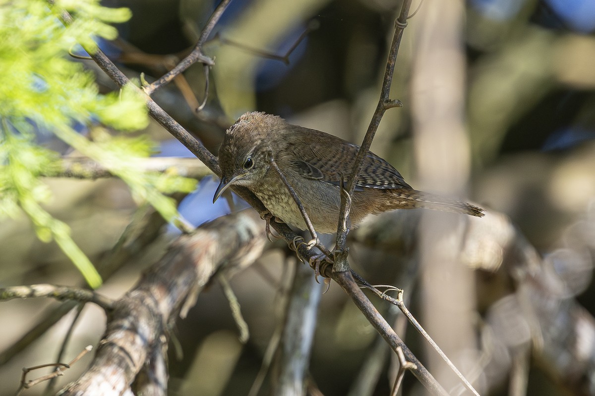 Northern House Wren - ML640815299