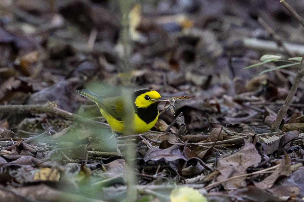 Hooded Warbler - ML640815308