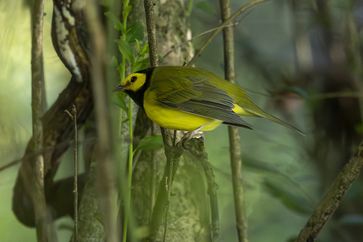 Hooded Warbler - ML640815309